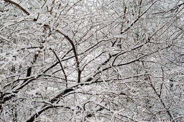 Wall Mural - winter background, photo of snow-covered tree branches in the forest in winter