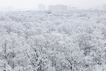 Wall Mural - snowfall over city park and town on winter day
