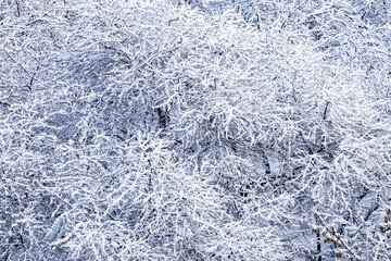 Wall Mural - trees in city park after snowing in winter day