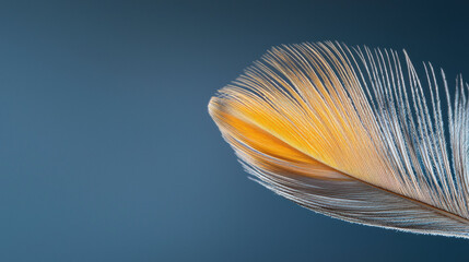 Poster - close up of delicate feather with vibrant orange and white hues against soft blue background, showcasing intricate details and textures