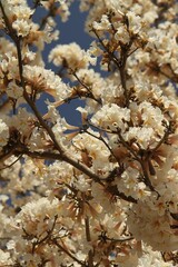 Wall Mural - White flowers blooming on tree branches.