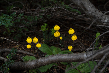 Wall Mural - view of calceolaria crenatiflora, also known as poor man's orchid, magical yellow flowers blooming i