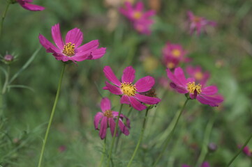 Poster - Close-up of Cosmea cosmos flower