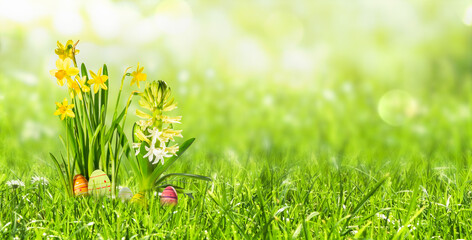 Wall Mural - daffodil flowers and easter decoration in a fresh green spring meadow with copy space, blurred backg