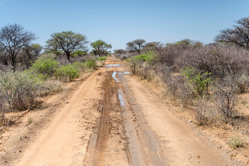 dirt road with puddles in bushveld countryside of Waterberg plateau, near Otjiwarongo,  Namibia