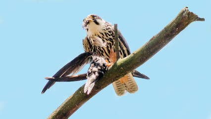 Wall Mural - hawk on a branch