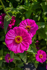 Wall Mural - Pink Zinnia Flower in Full Bloom