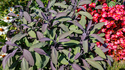 Aufkleber - Sage purple leaves in sunny garden, close up. Salvia officinalis Purpurascens, closeup