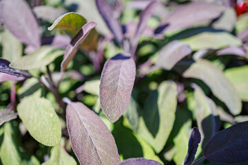 Aufkleber - Sage purple leaves in sunny garden, close up. Salvia officinalis Purpurascens, closeup