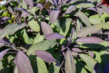 Aufkleber - Sage green and purple leaves in sunny garden, closeup. Salvia officinalis Purpurascens