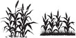 © Irfan vector - set of corn plants black and white vector