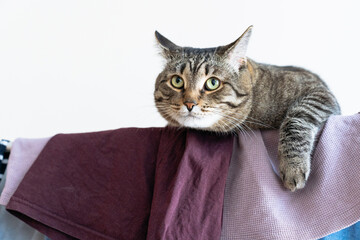 Wall Mural - tabby cat lying comfortably on a drying rack with clothes hanging to dry