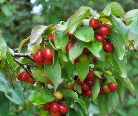 Wall Mural - The fruits of dogwood (Cornus) ripen on a tree branch