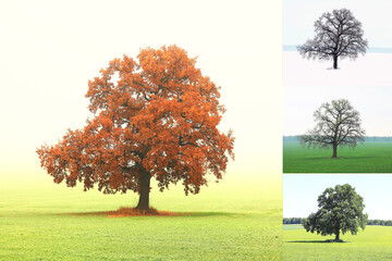 Wall Mural - Abstract image of lonely tree in winter without leaves on snow, in spring without leaves on grass, in summer on grass with green foliage and autumn with red-yellow leaves as symbol of four seasons