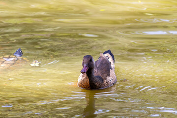 Wall Mural - Brazilian Teal in the city park lake.