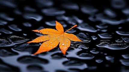 Wall Mural -   An orange leaf floats atop a puddle, dotted with water droplets below