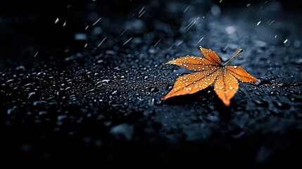 Wall Mural -   An orange leaf perched atop a black ground, dotted with raindrops on a dark surface against a black backdrop