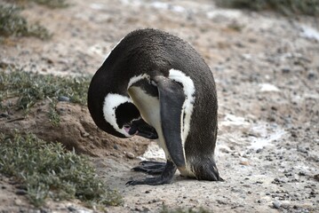 Poster - Magellanic penguin looking down Spheniscus magellanicus