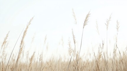 Naklejka na meble Golden reeds swaying gently in a vast field under a bright sky; nature background