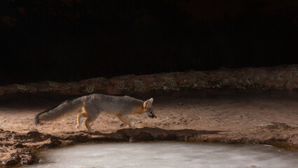 Wall Mural - A Grey Fox is photographed with a camera trap as it moves along the edge of a frozen water hole in a sandstone depression in the desert mountains of Southern Utah USA on a cold winter night. 