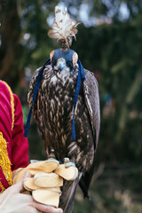 Hunting falcon on hand with protective glove