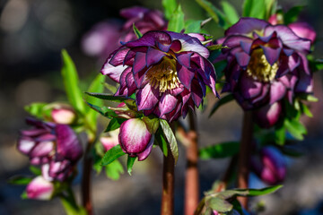 Wall Mural - Closeup view from below of winter blooming deep frilly double bloom in deep maroon and white flowers on a hellebore plant, Christmas Rose, sunny winter garden nature background
