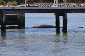 Wall Mural - elephant seal