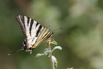 Wall Mural - french butterfly