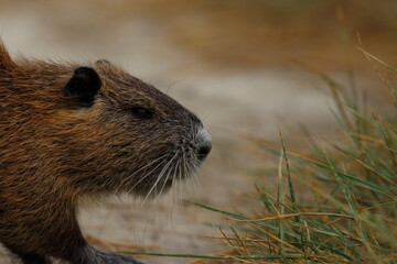 Wall Mural - nutria