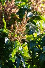 Wall Mural - Seasonal blossom of tropical mango tree growing in orchard on Gran Canaria island, Spain, cultivation of mango fruits on plantation.