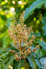 Wall Mural - Seasonal blossom of tropical mango tree growing in orchard on Gran Canaria island, Spain, cultivation of mango fruits on plantation.