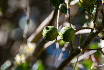 Wall Mural - Hard green Australian macadamia nuts hanging on branches on big tree on plantation