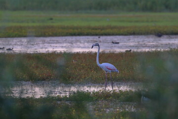 Canvas Print - camargue