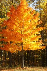 Poster - Vibrant Fall Tree with Striking Orange Leaves Symbolizing Seasonal Change and Natural Beauty : Generative AI