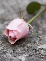 Poster - Beautiful pink rose flower laying on stone background creating a romantic and serene atmosphere : Generative AI