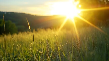 Aufkleber - Golden sunrise in a serene field showcasing nature's beauty and the tranquility of morning light : Generative AI