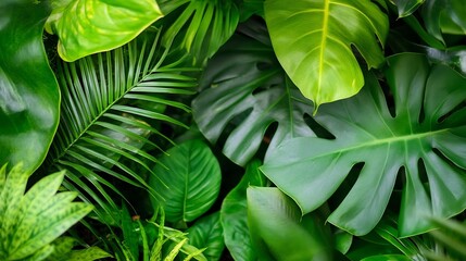 Poster - Lush green tropical leaves background creating natural fresh atmosphere and vibrant outdoor style : Generative AI
