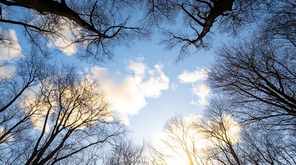 Aufkleber - Beautiful winter sky framed by leafless trees with soft clouds and warm sunlight at sunset : Generative AI