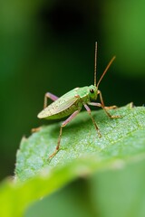 Wall Mural - close-up of a green grasshopper on a leaf highlighting nature's detail and beauty : generative ai