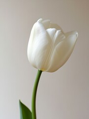 Poster - Elegant White Tulip Blooming Beautifully Against a Soft Neutral Background : Generative AI