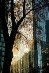 Aufkleber - Golden Light Reflected on Modern Glass Building Behind Leafy Tree Silhouette : Generative AI