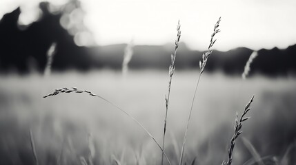 Aufkleber - Close Up of Tall Grass Swaying in the Gentle Breeze Black and White Photography : Generative AI