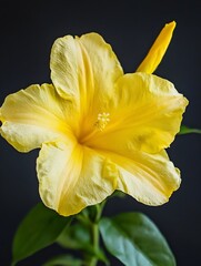 Poster - Vibrant Yellow Hibiscus Flower Against Dark Background Exuding Tropical Vibes : Generative AI