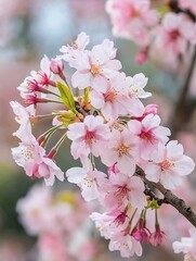 Poster - Beautiful Cherry Blossom Flowers in Full Bloom Captured in Spring Nature Background : Generative AI