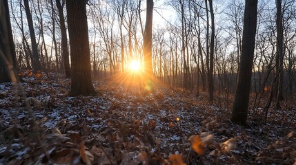 Poster - Sunlight Peaking Through Trees in a Forest with Dry Leaves on the Ground : Generative AI