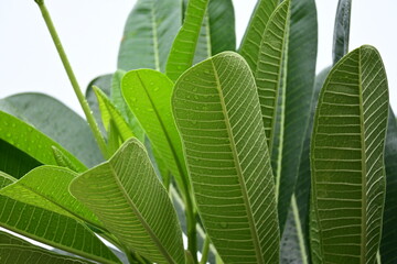Wall Mural - beautiful green leaf texture in springtime, water drop on frangipani leaves