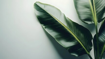 Wall Mural - Lush Green Tropical Leaves Against A Neutral Background