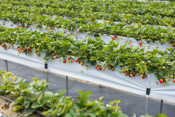 Wall Mural - Indoor Strawberry Farming In A Greenhouse With Controlled Conditions