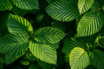 Wall Mural - Lush green leaves background texture.