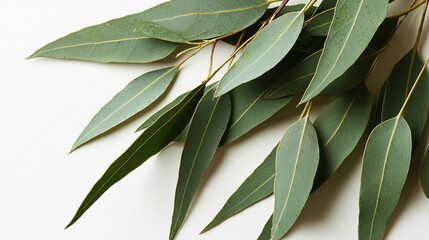 close-up of eucalyptus leaves, highlighting their texture and aromatic oils, isolated on a clean white backdrop Eucalyptus tree benefits 